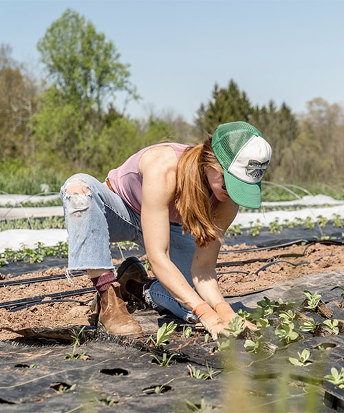 Ерітілген кулинарлық майдың пайдасы