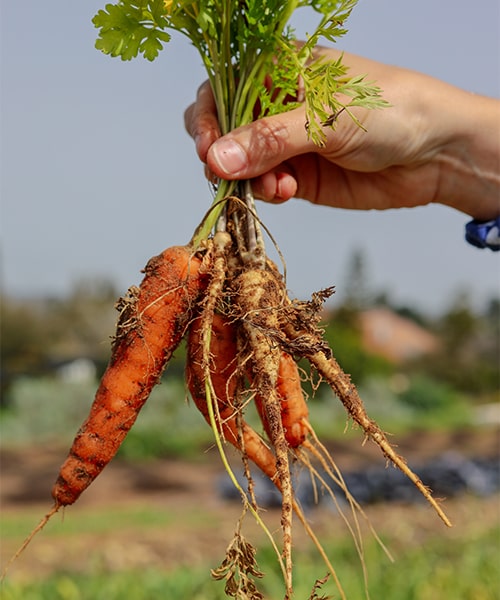 Ерітілген кулинарлық маймен дайындалған тағамдар